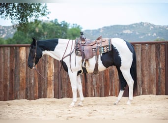 American Quarter Horse, Gelding, 15 years, 15 hh, Tobiano-all-colors