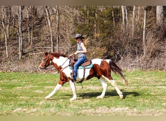 American Quarter Horse, Gelding, 15 years, 15 hh, Tobiano-all-colors