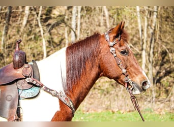 American Quarter Horse, Gelding, 15 years, 15 hh, Tobiano-all-colors