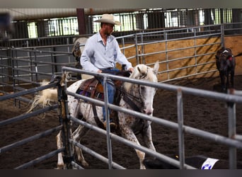 American Quarter Horse, Gelding, 15 years, 15 hh, White
