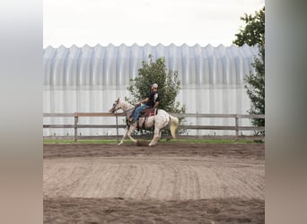 American Quarter Horse, Gelding, 15 years, 15 hh, White