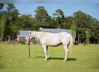American Quarter Horse, Gelding, 15 years, 15 hh, White