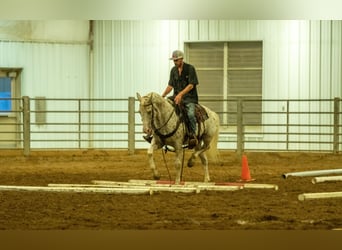 American Quarter Horse, Gelding, 15 years, 15 hh, White
