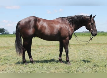 American Quarter Horse, Gelding, 15 years, 15,1 hh, Black