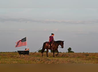 American Quarter Horse, Gelding, 15 years, 15,1 hh, Black