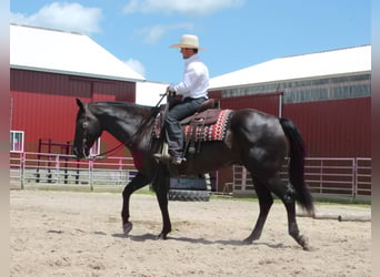 American Quarter Horse, Gelding, 15 years, 15,1 hh, Black