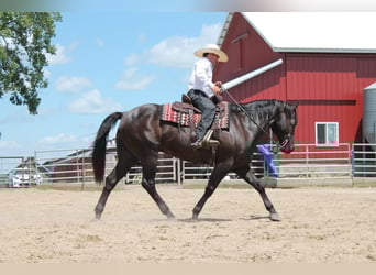 American Quarter Horse, Gelding, 15 years, 15,1 hh, Black