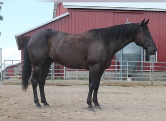 American Quarter Horse, Gelding, 15 years, 15,1 hh, Black