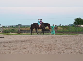 American Quarter Horse, Gelding, 15 years, 15,1 hh, Black