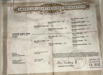 American Quarter Horse, Gelding, 15 years, 15,1 hh, Black