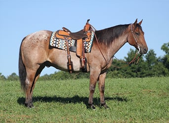 American Quarter Horse, Gelding, 15 years, 15,1 hh, Roan-Bay