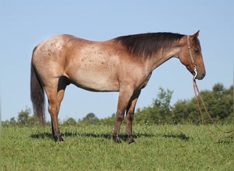American Quarter Horse, Gelding, 15 years, 15,1 hh, Roan-Bay