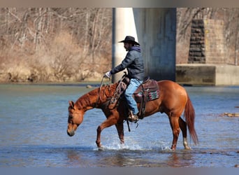 American Quarter Horse, Gelding, 15 years, 15,1 hh, Sorrel