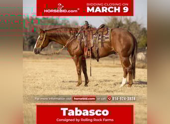 American Quarter Horse, Gelding, 15 years, 15,1 hh, Sorrel