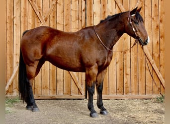 American Quarter Horse, Gelding, 15 years, 15,2 hh, Bay