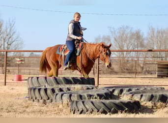 American Quarter Horse, Gelding, 15 years, 15,2 hh, Chestnut