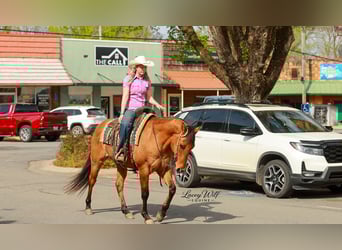 American Quarter Horse, Gelding, 15 years, 15,2 hh, Dun