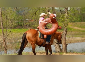 American Quarter Horse, Gelding, 15 years, 15,2 hh, Dun