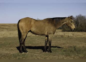 American Quarter Horse, Gelding, 15 years, 15,3 hh, Buckskin