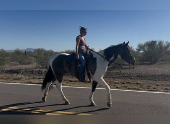 American Quarter Horse, Gelding, 15 years, 15,3 hh, Buckskin