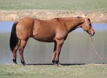 American Quarter Horse, Gelding, 15 years, 16.1 hh, Dun