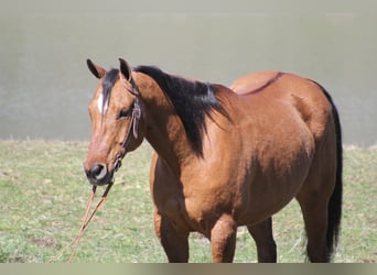 American Quarter Horse, Gelding, 15 years, 16.1 hh, Dun