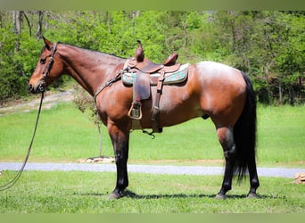 American Quarter Horse, Gelding, 15 years, 16.1 hh, Roan-Bay