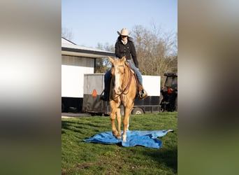 American Quarter Horse, Gelding, 15 years, 16.3 hh, Palomino