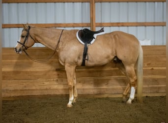 American Quarter Horse, Gelding, 15 years, 16.3 hh, Palomino