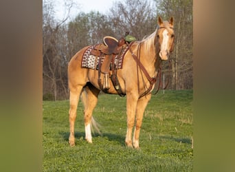 American Quarter Horse, Gelding, 15 years, 16.3 hh, Palomino