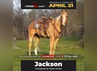 American Quarter Horse, Gelding, 15 years, 16.3 hh, Palomino