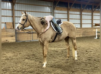 American Quarter Horse, Gelding, 15 years, 16.3 hh, Palomino