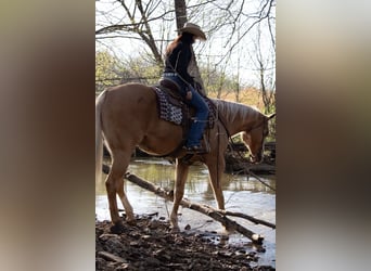 American Quarter Horse, Gelding, 15 years, 16.3 hh, Palomino