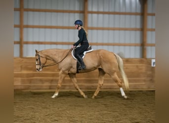 American Quarter Horse, Gelding, 15 years, 16.3 hh, Palomino