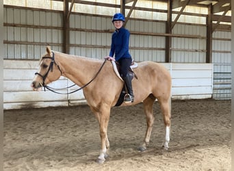 American Quarter Horse, Gelding, 15 years, 16.3 hh, Palomino