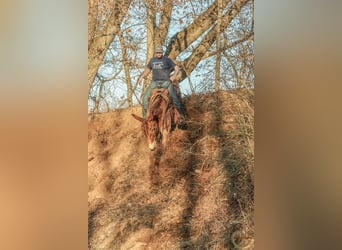 American Quarter Horse, Gelding, 15 years, 16 hh, Bay