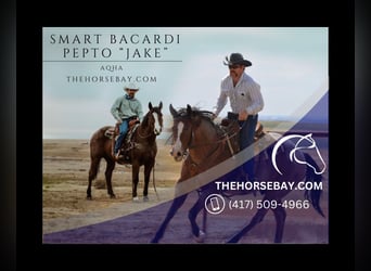 American Quarter Horse, Gelding, 15 years, 16 hh, Roan-Bay