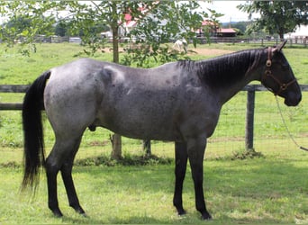 American Quarter Horse, Gelding, 15 years, 16 hh, Roan-Blue