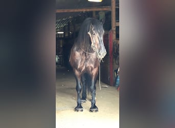 American Quarter Horse, Gelding, 15 years, 16,1 hh, Black
