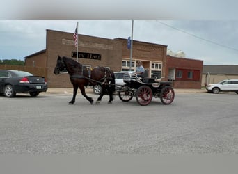American Quarter Horse, Gelding, 15 years, 16,1 hh, Black