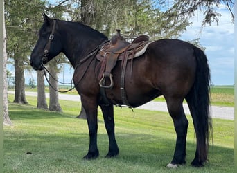 American Quarter Horse, Gelding, 15 years, 16,1 hh, Black