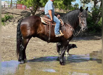American Quarter Horse, Gelding, 15 years, 16,1 hh, Black