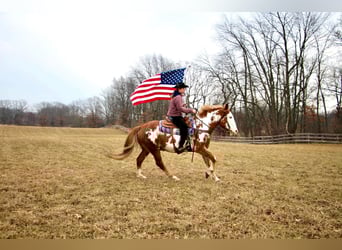American Quarter Horse, Gelding, 15 years, 16,2 hh, Overo-all-colors