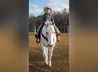 American Quarter Horse, Gelding, 15 years, 17 hh, Gray