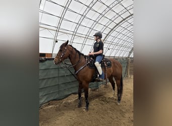 American Quarter Horse Mix, Gelding, 15 years, Bay