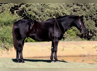 American Quarter Horse, Gelding, 15 years, Black