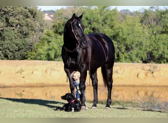 American Quarter Horse, Gelding, 15 years, Black