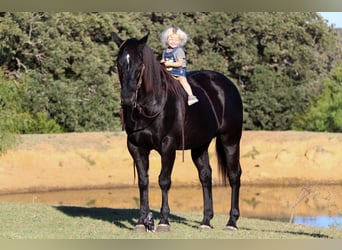 American Quarter Horse, Gelding, 15 years, Black