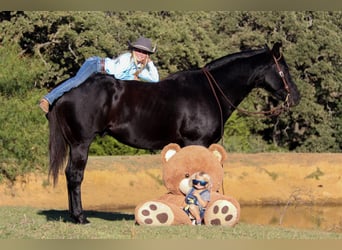 American Quarter Horse, Gelding, 15 years, Black