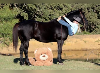 American Quarter Horse, Gelding, 15 years, Black